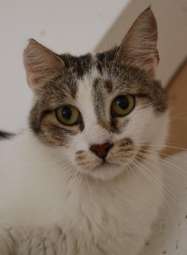 Nicole, giovane gattina (del 2023) Foto 4